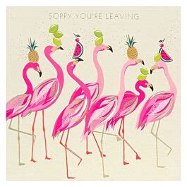 dear flamingo|sorry flamingo.